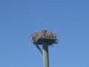 Osprey in Nest