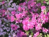 Flowers near Plantation House