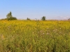 Prairie Prairie