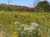 Prairie Prairie