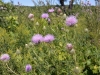 Thistle Thistle