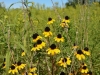 Yellow coneflower Yellow coneflower