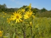 Compass plant Compass plant