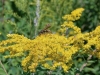 Wasp Wasp