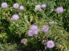 Thistle Thistle