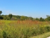 Ironweed Ironweed