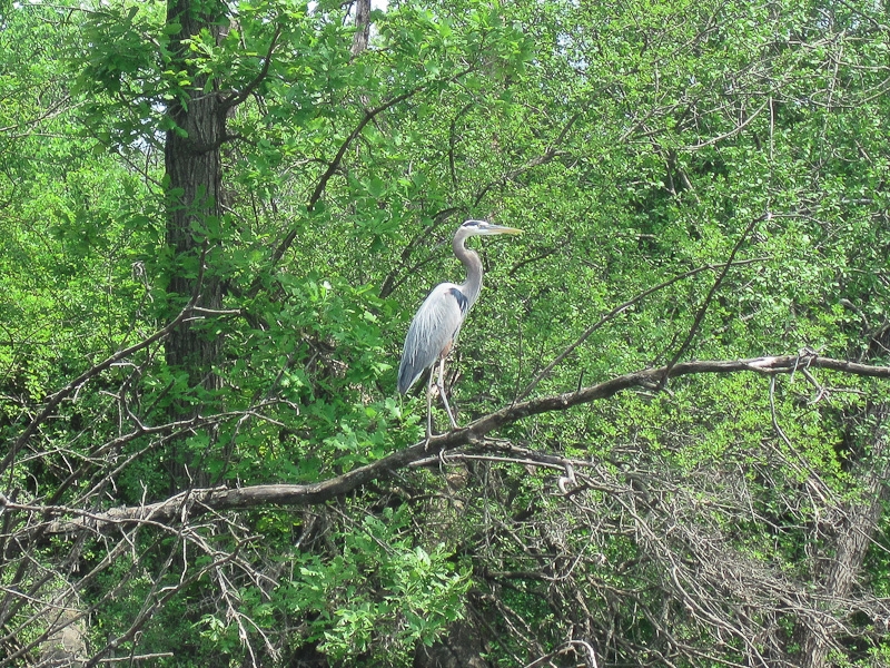 Heron