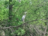 Heron Heron