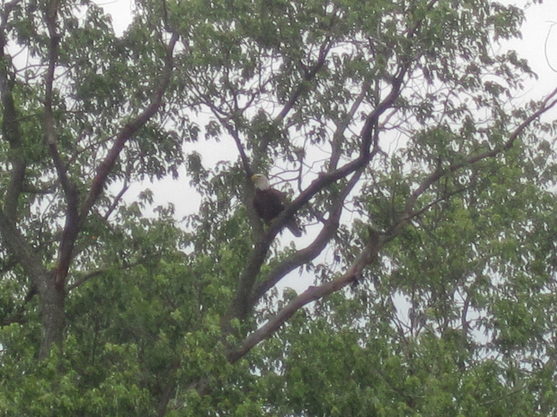 Bald Eagle