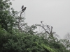 Buzzards Buzzards