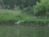 Great Blue Heron Great Blue Heron