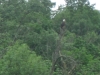 Bald Eagle Bald Eagle