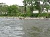 Geese Geese