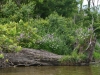 FoxRiverKayakSliverSprings052916-5338.jpg FoxRiverKayakSliverSprings052916-5338.jpg