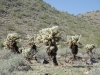 Cholla Cholla