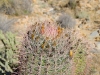 Barrel Cactus Barrel Cactus