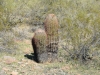 Barrel Cactus Barrel Cactus
