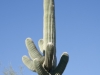 Saguaro Cactus Saguaro Cactus