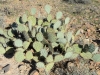 Prickly-pear Prickly-pear