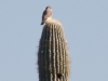 Owl on Saguaro Owl on Saguaro