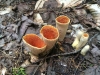 Fungus