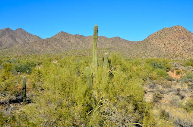 Saguaro Cactus, Lost Dog Wash