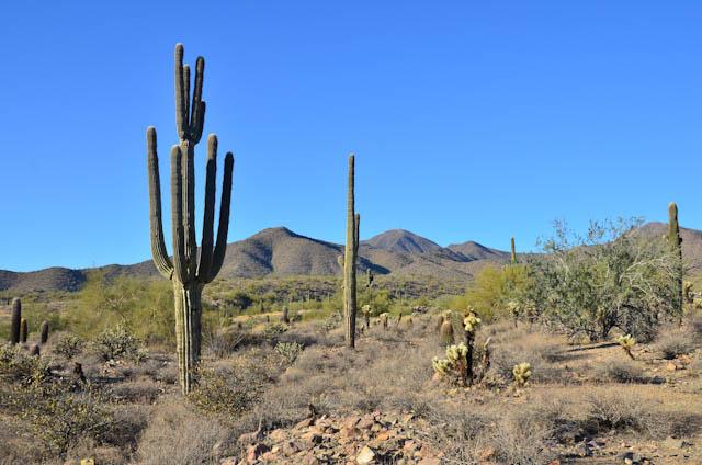 Saguaro Cactus, Lost Dog Wash