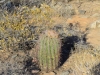 Barrel Cactus,Lost Dog Wash