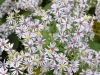 Aster Aster