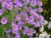 New England Aster New England Aster