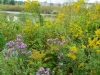 Aster and Golden Rod Aster and Golden Rod