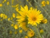 Compass plant Compass plant