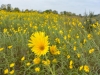 Compass plant Compass plant