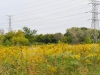 Prairie along I-88 Prairie along I-88