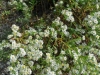 Aster Aster