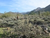 Buckhorn Cholla Buckhorn Cholla