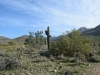 Saguaro Cactus. Saguaro Cactus.