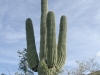 Saguaro Cactus. Saguaro Cactus.
