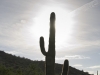 Saguaro Cactus. Saguaro Cactus.