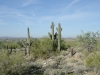 Saguaro Cactus. Saguaro Cactus.