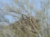 Woodpecker Woodpecker