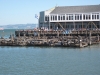 Sea Lion Harbor Sea Lion Harbor