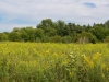 Springbrook Prairie Springbrook Prairie
