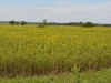 Springbrook Prairie Springbrook Prairie