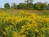 Goldenrod Goldenrod