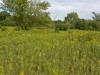 Springbrook Prairie Springbrook Prairie
