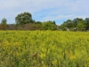 Goldenrod Goldenrod
