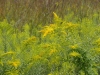 Goldenrod Goldenrod
