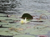 Lilly Pad Lilly Pad
