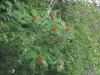 Red Berries Red Berries